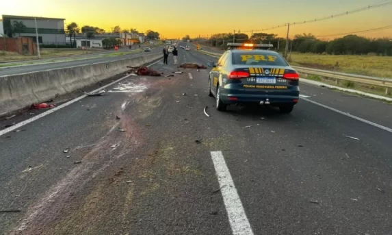 Acidente envolve três carros e mata dois cavalos na BR 376