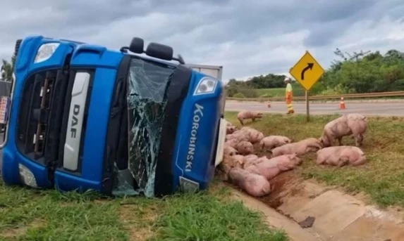 ACIDENTE NA BR-163: CAMINHÃO CARREGADO COM SUÍNOS TOMBA E BLOQUEIA TRÂNSITO ENTRE CASCAVEL E SANTA TEREZA
