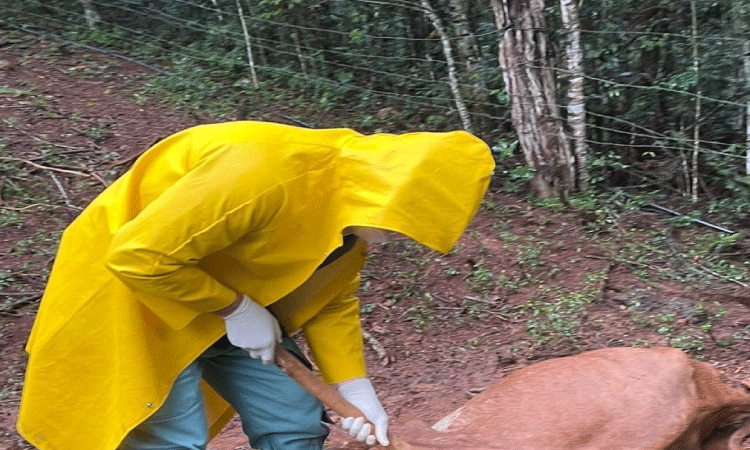 Adapar investiga novo caso suspeito de raiva bovina em Três Barras do Paraná