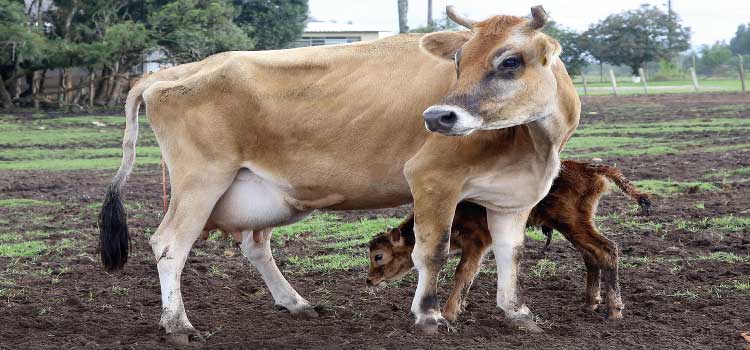 AGRICULTURA: Adapar alerta sobre importância da vacinação contra brucelose, doença endêmica no Paraná.