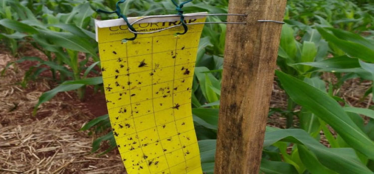 AGRICULTURA: Adapar instala armadilhas para capturar cigarrinhas do milho e ampliar estudo sobre doença.