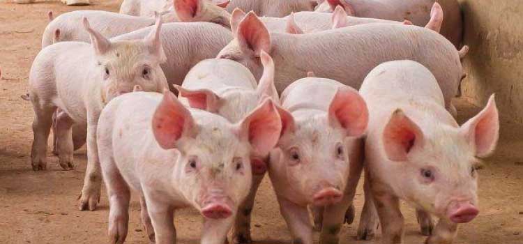 AGRICULTURA: Altos custos mantêm resultados negativos na suinocultura