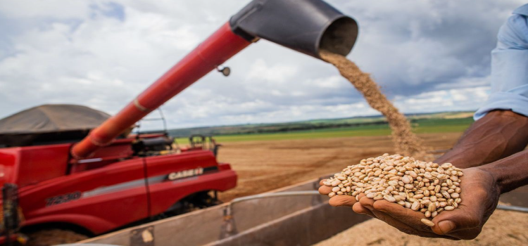 AGRICULTURA: Aumento da temperatura vai afetar a produção de feijão no Brasil.