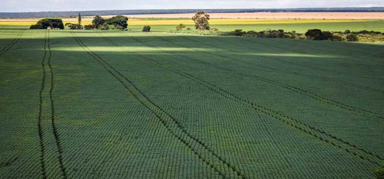AGRICULTURA: Câmara aprova MP que facilita captação de recursos para o setor rural.