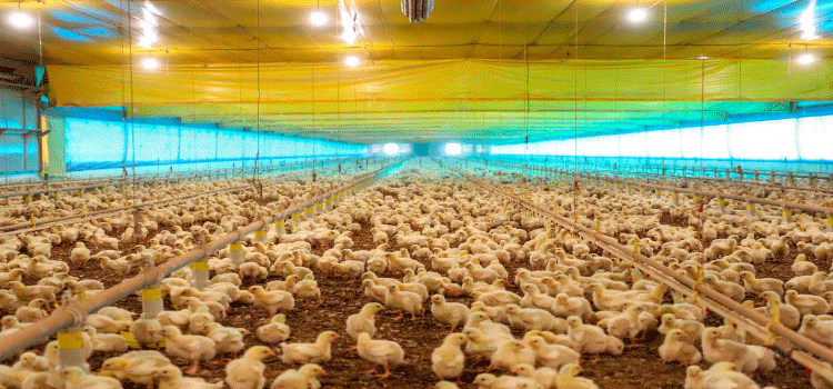 AGRICULTURA: Com notificações internacionais, Paraná reforça ações de prevenção da influenza aviária.