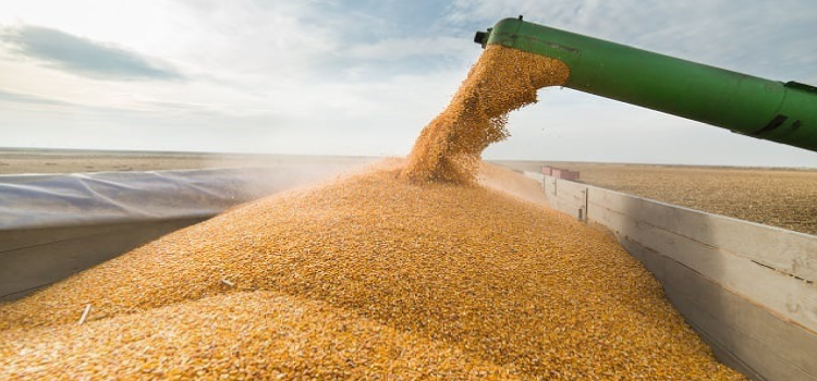 AGRICULTURA: Conab projeta safra no Brasil em 2022/23 de 310,598 milhões de toneladas.