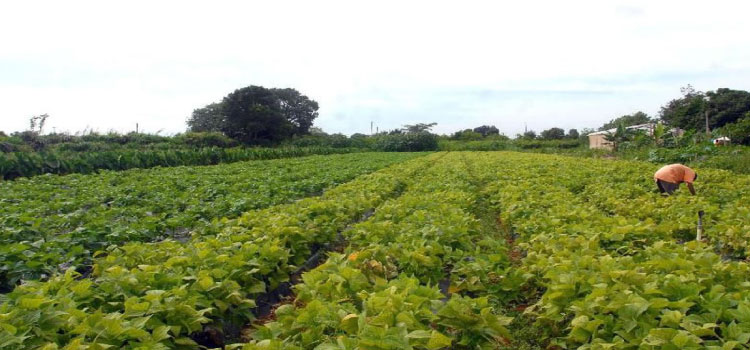 AGRICULTURA: Conselho Monetário eleva limites de financiamento em linha do Pronaf.