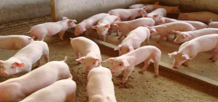 AGRICULTURA: Custo de produção de aves e suínos é afetado pela inflação e defasagem nos preços.
