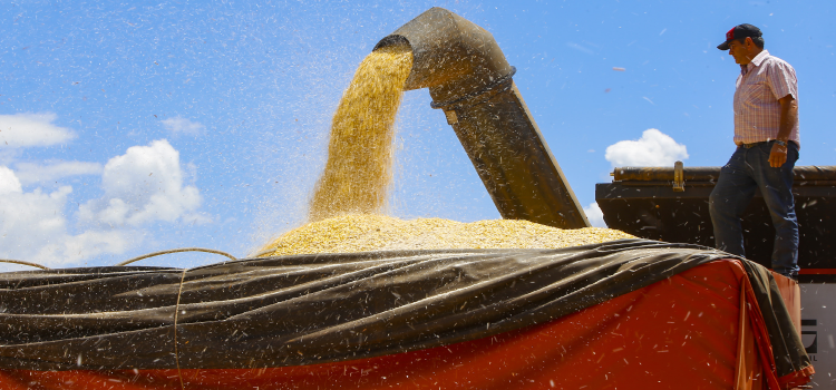 AGRICULTURA: Deral divulga estimativa da safra de inverno e atualiza dados das principais culturas.