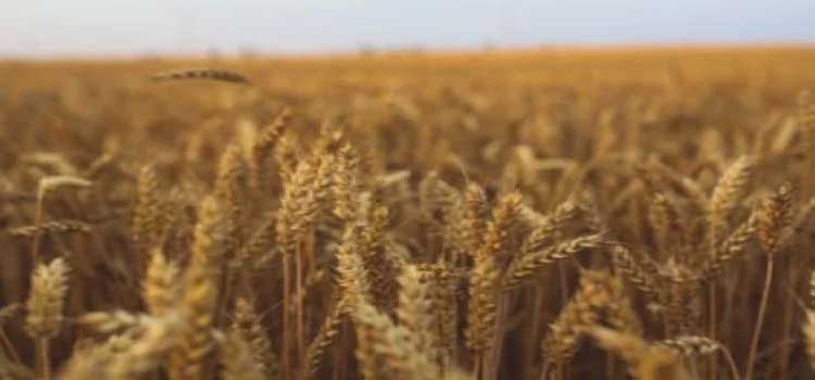 AGRICULTURA: Distribuição de recursos do Plano Safra deve acontecer em agosto, diz presidente da FPA.