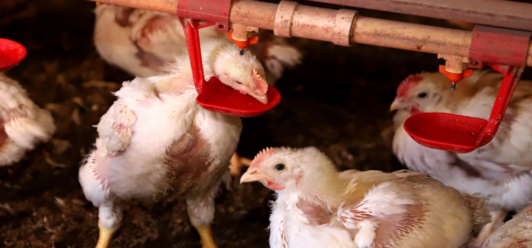 AGRICULTURA e ABASTECIMENTO: Governo do Paraná suspende participação de aves em eventos agropecuários por 90 dias.
