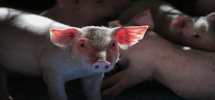 AGRICULTURA: Governo do Paraná reduz em 50% alíquota de ICMS interestadual para suínos vivos.