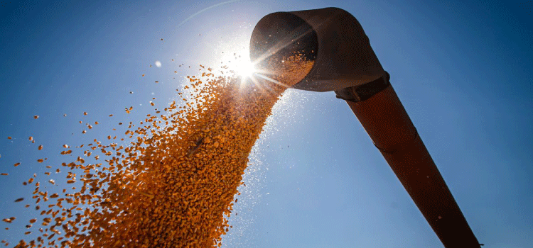 AGRICULTURA: IBGE estima safra recorde de 263,4 milhões de toneladas em 2022.