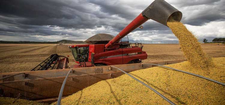 AGRICULTURA: IBGE prevê safra recorde de 288,1 milhões de toneladas em 2023.