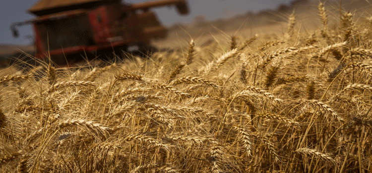 AGRICULTURA:  IBGE projeta safra recorde de 293,6 milhões de toneladas para 2023.