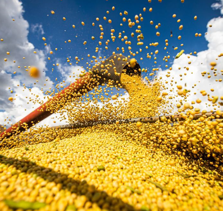 AGRICULTURA: IBGE reduz previsão de safra para este ano.
