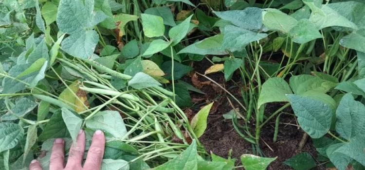 AGRICULTURA: Lançamento de novas cultivares de feijão é destaque do IDR-Paraná no Show Rural.