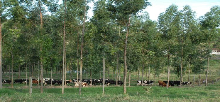 AGRICULTURA: Paraná reafirma compromissos para reduzir emissões de carbono no setor agropecuário.