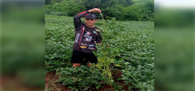 AGRICULTURA: Pé de soja chega a 1,7m e produz 900 grãos em lavoura no município de Quedas do Iguaçu.