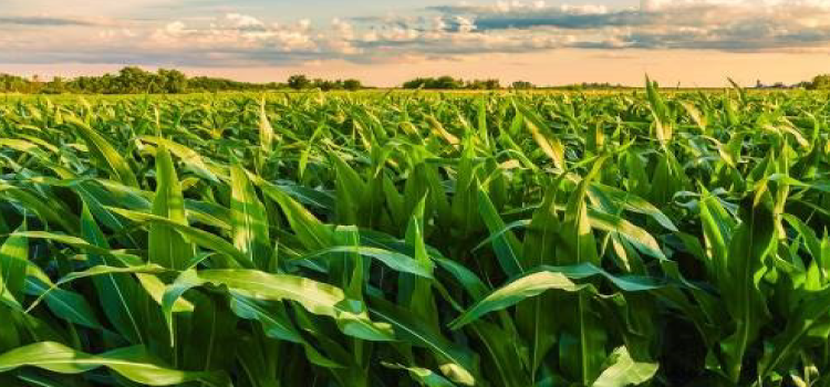 AGRICULTURA: Pesquisa aponta novo inseticida entre as ferramentas mais eficazes frente à cigarrinha-do-milho.