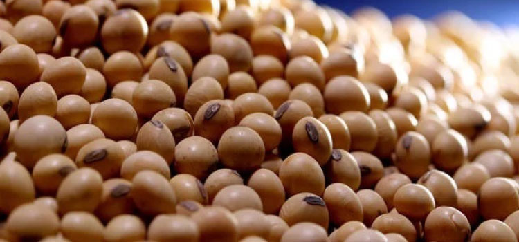 AGRICULTURA: Preços da soja no Brasil despencam com queda de Chicago.