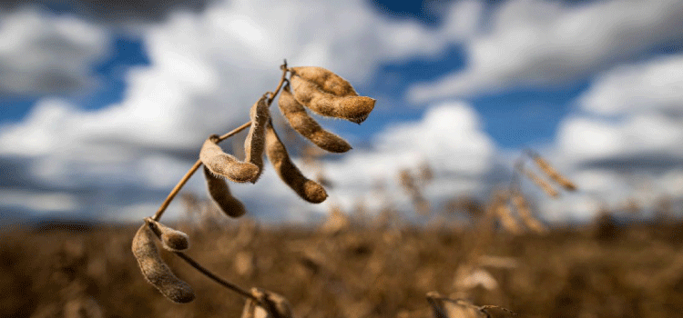 AGRICULTURA: Previsão do Ipea é de estabilidade para setor agropecuário em 2022.