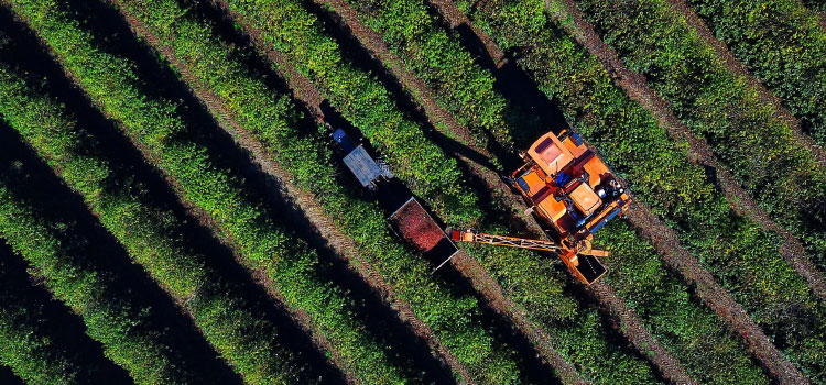 AGRICULTURA: Safra de café paranaense deve render 41,4 mil toneladas, 42% a mais em relação a 2022.