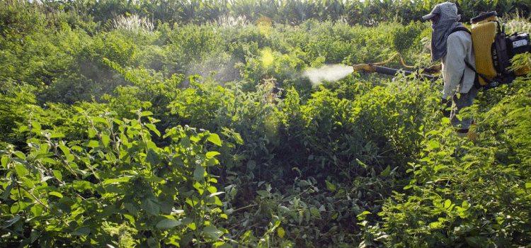 AGRICULTURA: Sem acordo, votação do PL dos Agrotóxicos é adiada para terça-feira.