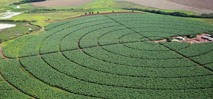 AGRICULTURA: Senado aprova MP que aumenta garantias para setor agro captar recursos.