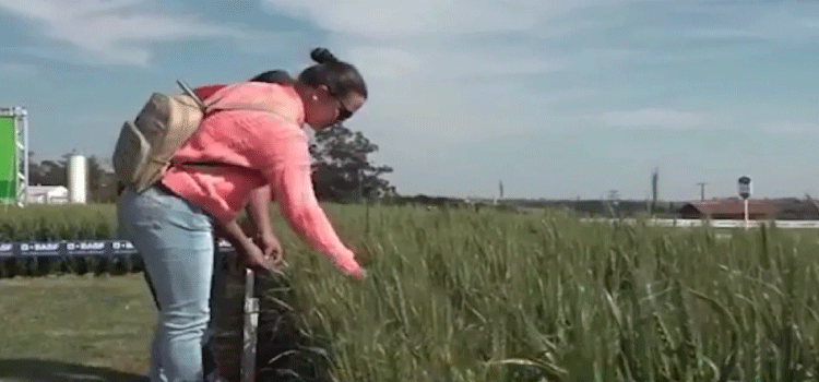 AGRICULTURA: Show Rural de Inverno tem programação especial para as mulheres do campo.
