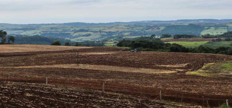 AGRICULTURA: Vazio sanitário da soja começa em 10 de junho no Paraná.