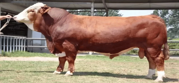 AGRO: China desenvolve raça local de gado para reduzir importação de carne.
