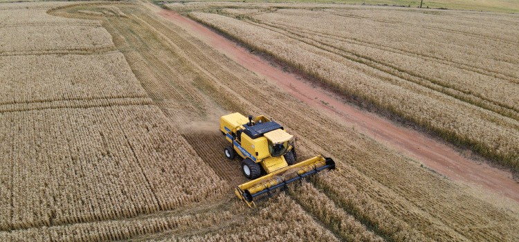 AGRO: Chuvas dos últimos dias dificultam plantio de soja, milho e feijão, aponta boletim.
