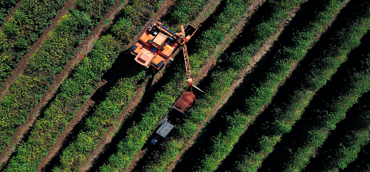 AGRO: Clima chuvoso prejudicou safra de café no Paraná; plantio de soja e milho está perto do fim.