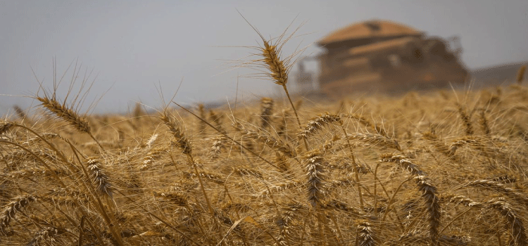 AGRO: Conab estima que produção de grãos chegue a 272,5 milhões de toneladas.