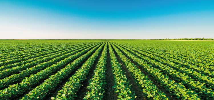 AGRO: Contrato baseado em soja brasileira está disponível a partir de hoje