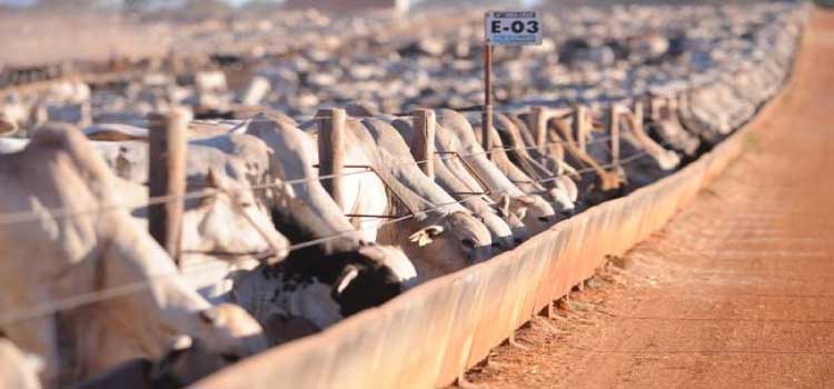 AGRO: Custo de produção mantém bovinocultura de corte em alerta