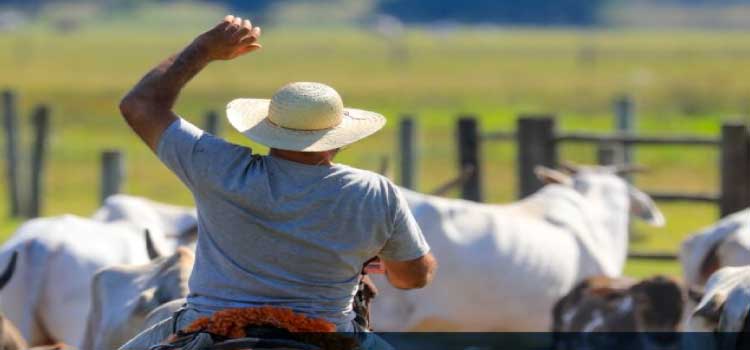 AGRO: Dia Nacional do Pecuarista, entidades e políticos enaltecem profissionais do setor.
