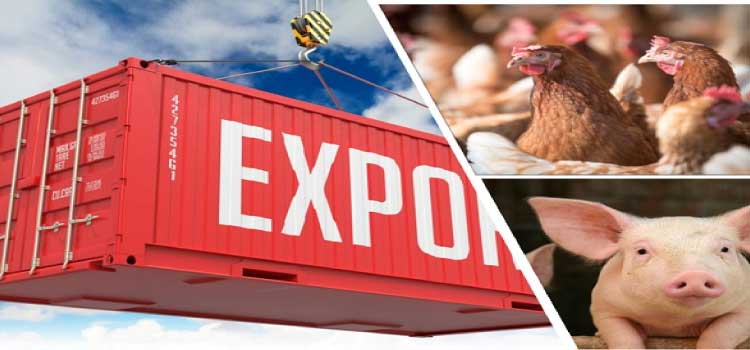 AGRO: Exportação de carne de frango e de porco já rendeu quase R$ 50 bi em 2021.