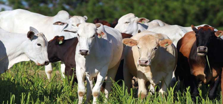 AGRO: Governo trabalha para fortalecer conselhos municipais da agropecuária e garantir qualidade
