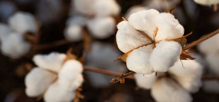 AGRO: IBGE prevê aumento de 10% na safra de grãos em 2022 no país