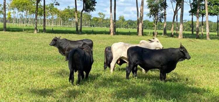 AGRO: Manejo da fertilidade do solo gera lucro e sustentabilidade às pastagens