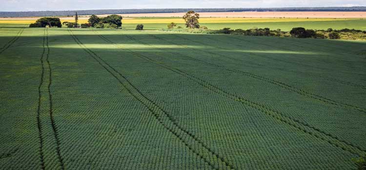 AGRO: Produção de grãos deve chegar a 312,4 milhões de toneladas em 2023.