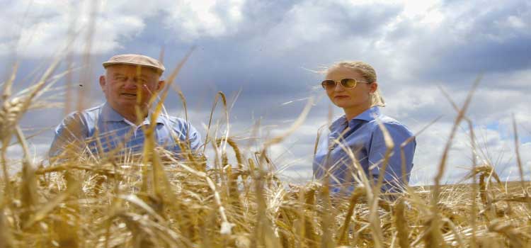 AGRO: Puxado pela região de Guarapuava, Paraná lidera produção nacional de cevada