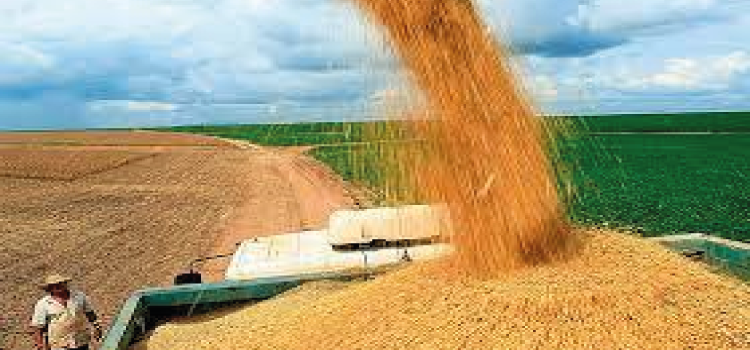 AGRO: Safra agrícola cai 0,4% em 2021, mas pode ter recorde em 2022