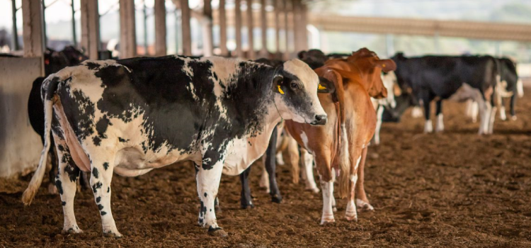 AGRO: Vacinação contra febre aftosa começa neste domingo.