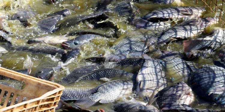 AGRONEGÓCIO: Paraná exporta 240% mais pescados e receita cresce 468% no primeiro trimestre.