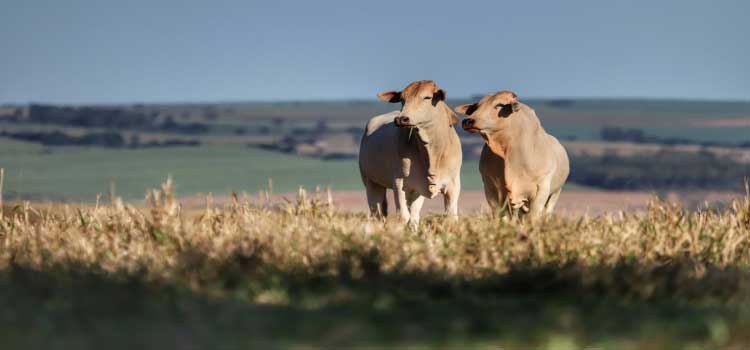 AGROPECUÁRIA: A 10 dias do fim do prazo, Adapar intensifica campanha de atualização do rebanho.
