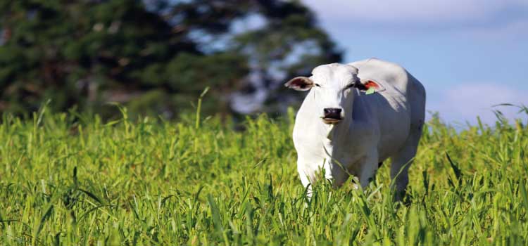 AGROPECUÁRIA: Primeiro mês de atualização cadastral de rebanhos tem 37% das propriedades regularizadas.