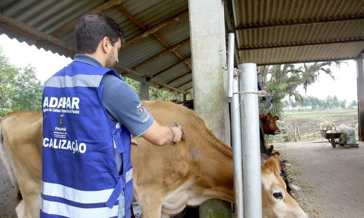 ALERTA GERAL: ADAPAR REFORÇA VIGILÂNCIA E IMPORTÂNCIA DA VACINAÇÃO CONTRA RAIVA NO CAMPO PARANAENSE